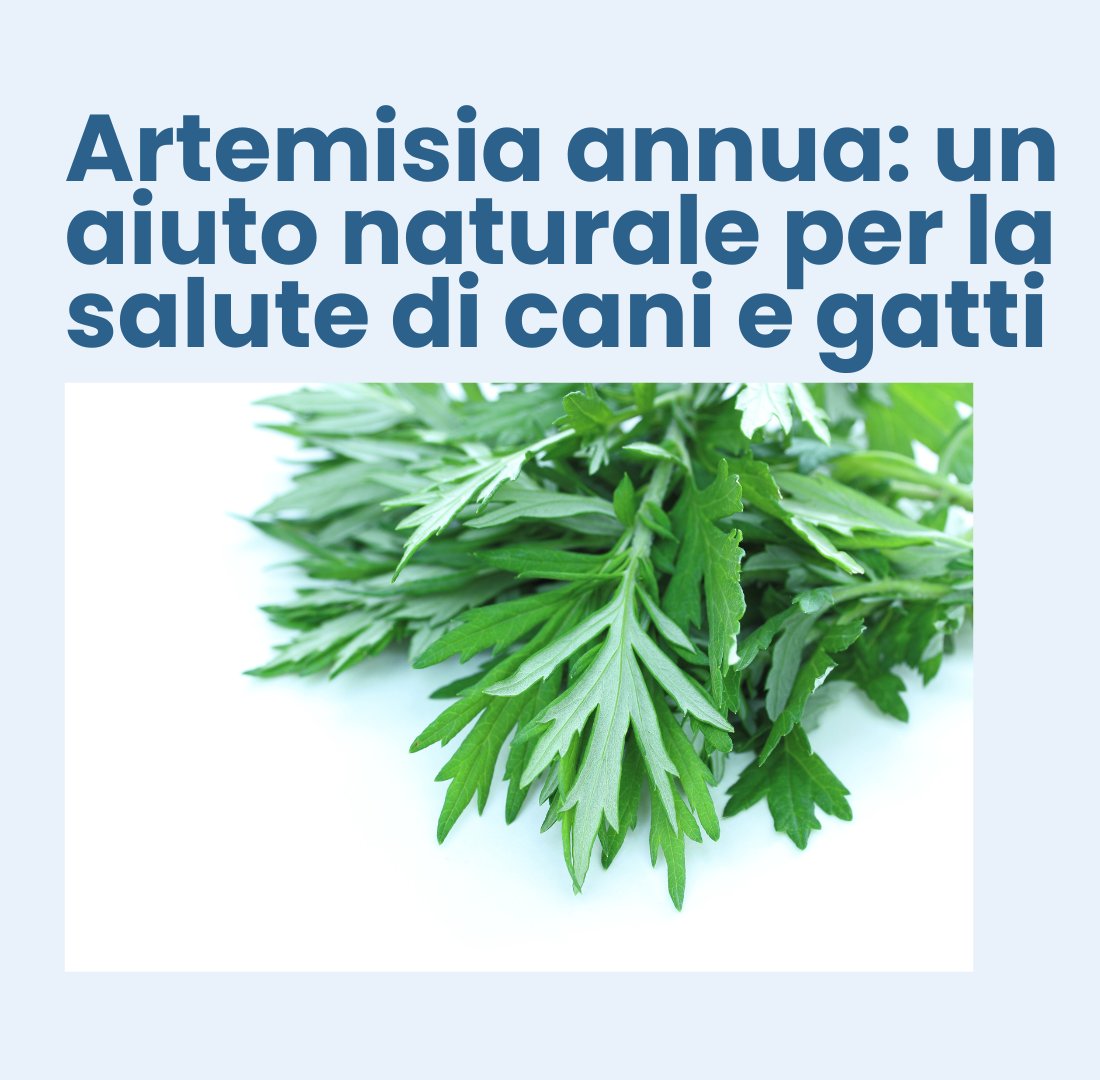 Artemisia annua: un aiuto naturale per la salute di cani e gatti