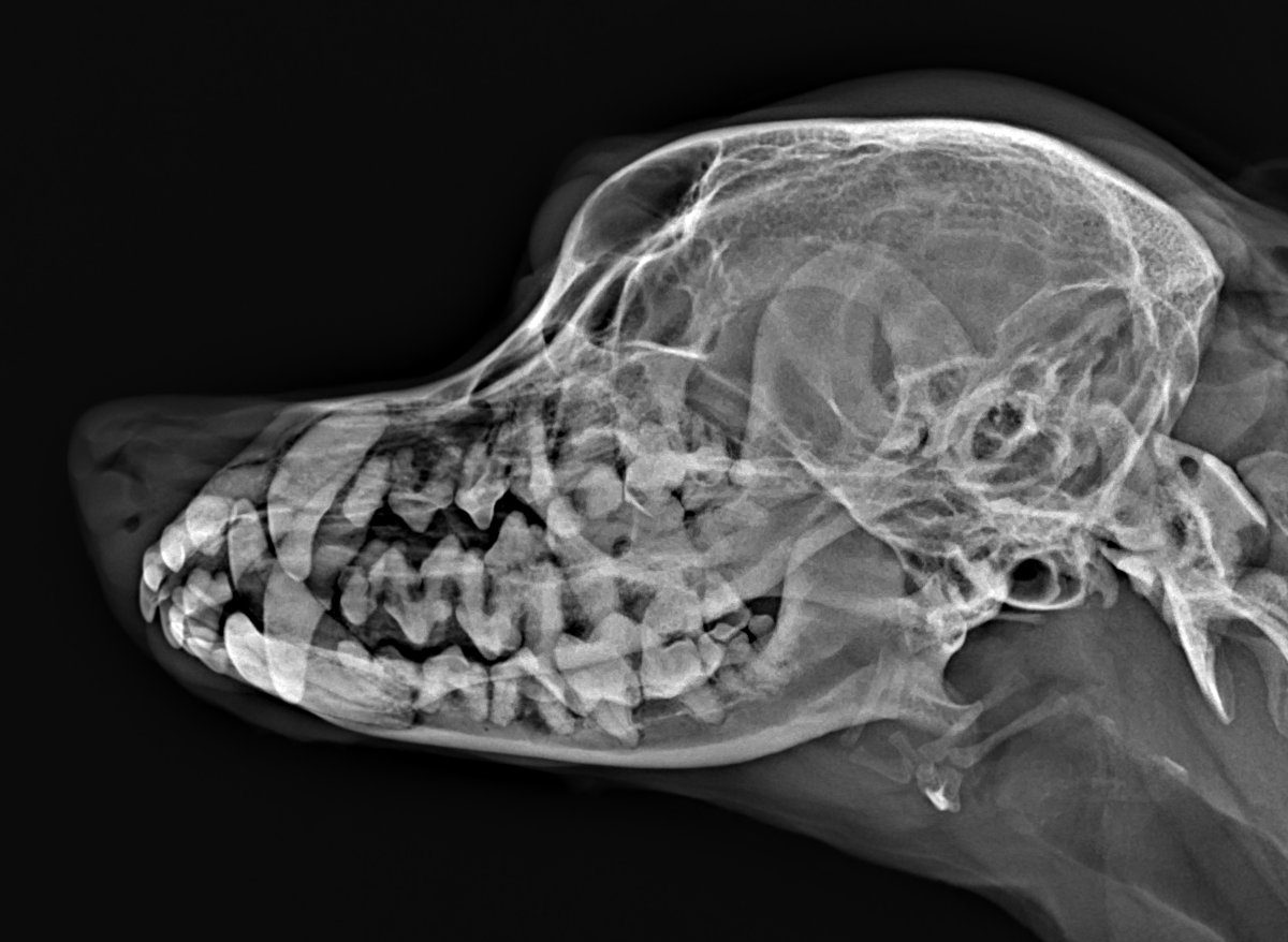 Radiografia laterale del cranio di un cane: si distinguono le corone e le radici di tutti i denti