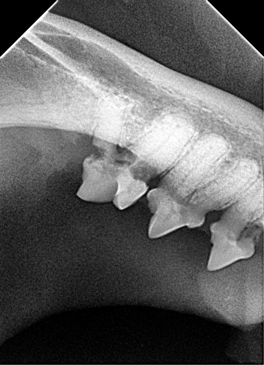 Radiografia dentale endorale: premolari di cane con corone, radici e osso mandibolare