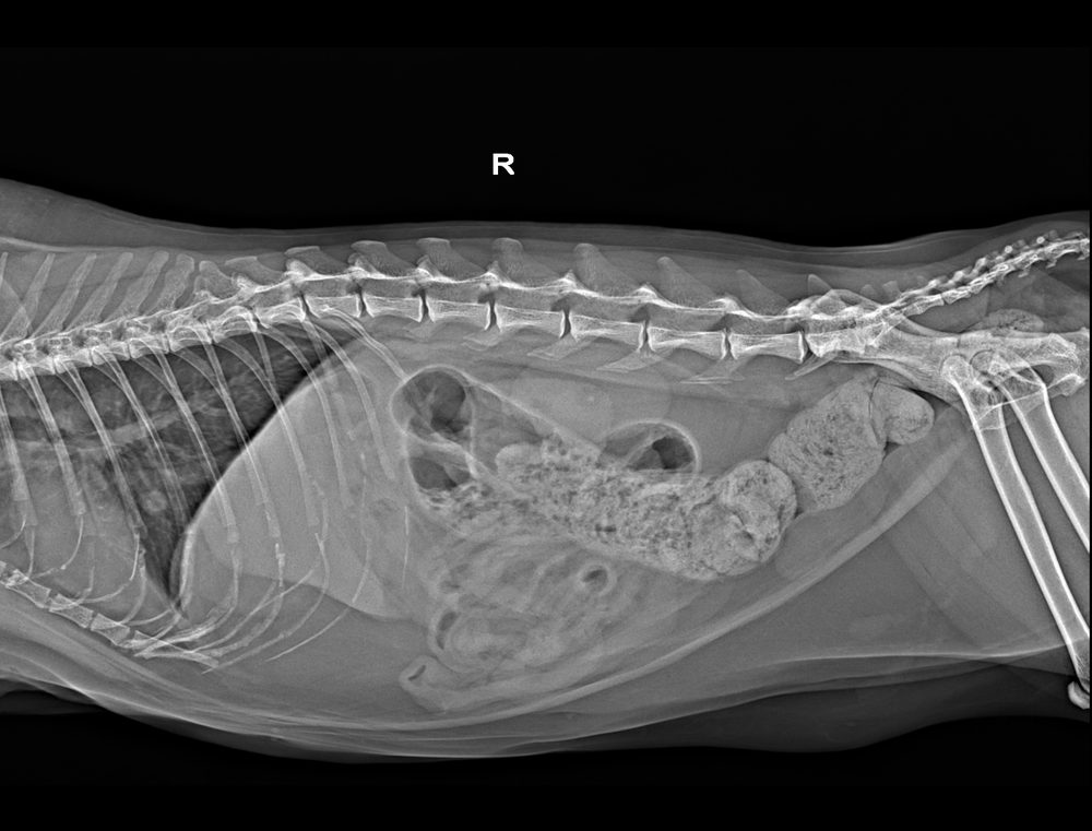 Radiografia digitale dell'addome di un gatto in proiezione laterale: colonna, organi addominali e anse intestinali