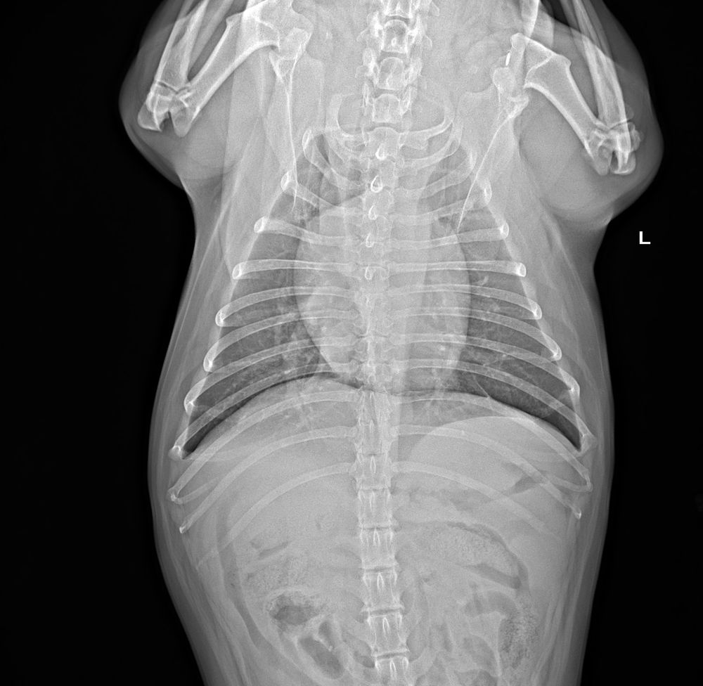Radiografia digitale del torace di un cane vista dall'alto
