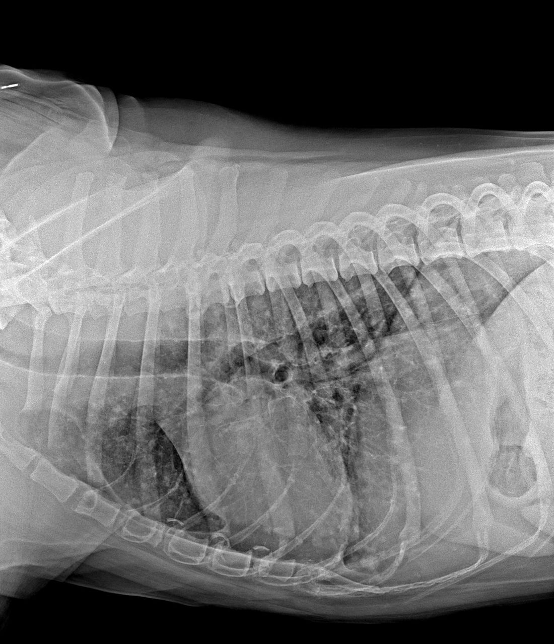 Radiografia digitale del torace di un cane in proiezione laterale: cuore, polmoni e gabbia toracica