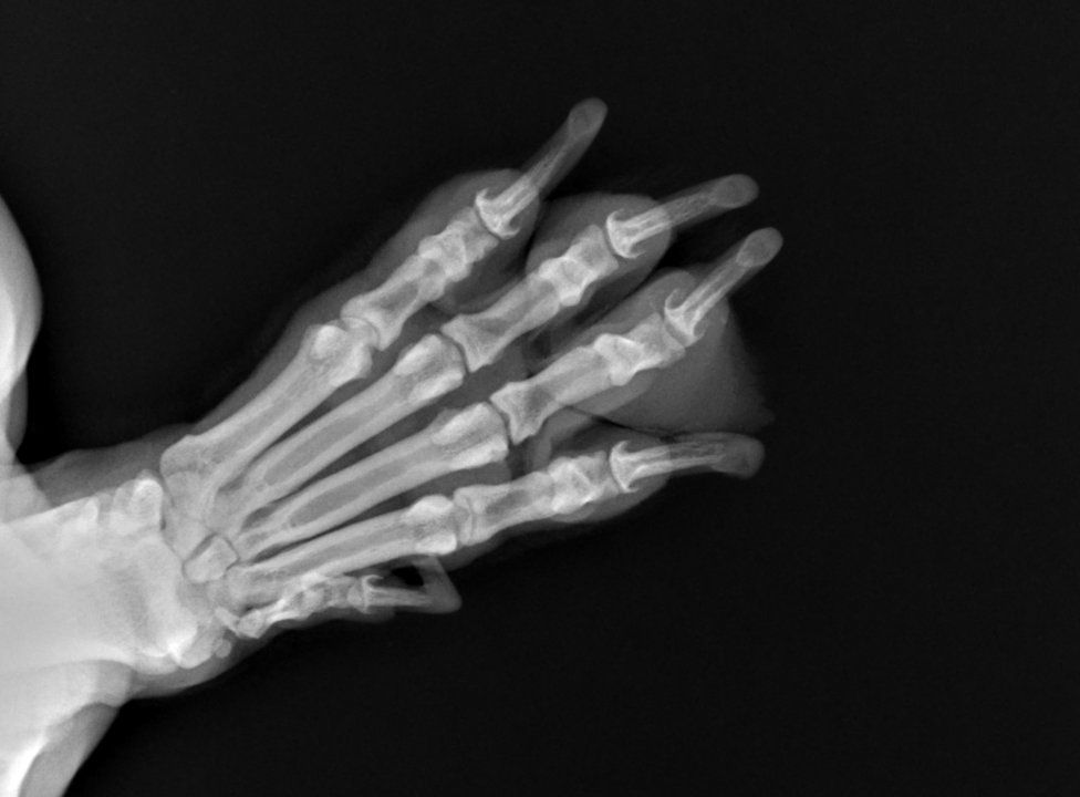 Radiografia digitale della zampa di un cane: ossa e articolazioni delle dita nel dettaglio