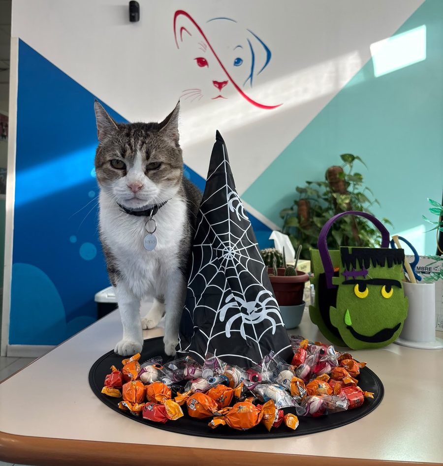 Lollo, il gatto dell'ambulatorio, sul bancone dell'accettazione accanto a un cappello da strega pieno di caramelle